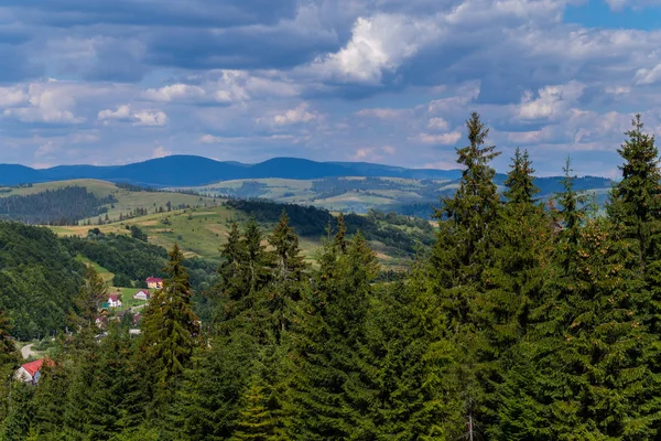 Високі ялини на тлі Карпатських гір — стокове фото
