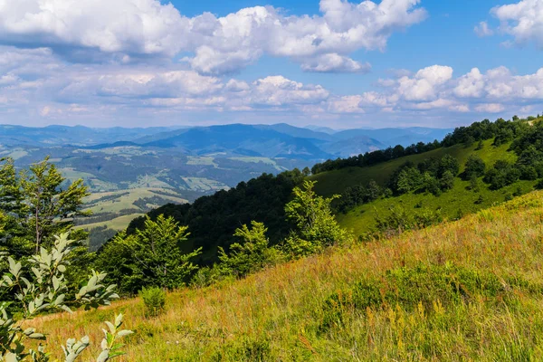 Wiese auf einem Berggipfel mit Laubwald — Stockfoto