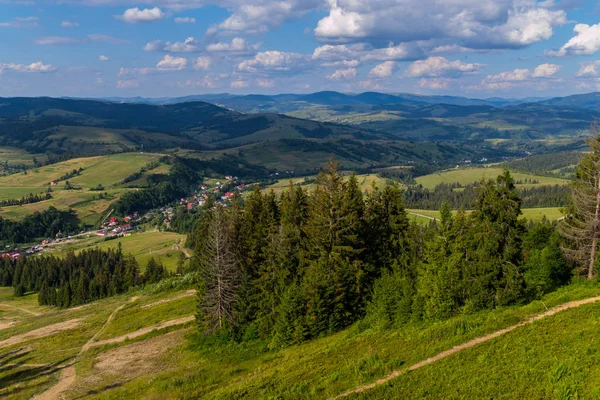 Berghang mit Nadelwäldern im Hintergrund der Berge — Stockfoto