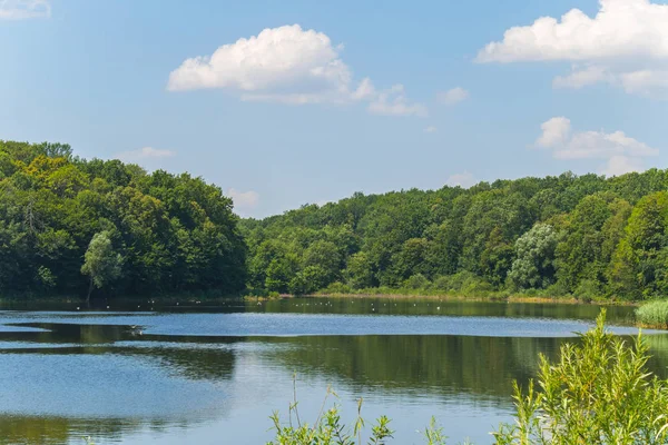 Clean forest pond where to come to satisfy thirst ducks, swans, storks and other birds