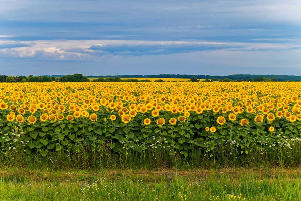 Rozvité květy slunečnic. krásné místo pro focení — Stock fotografie