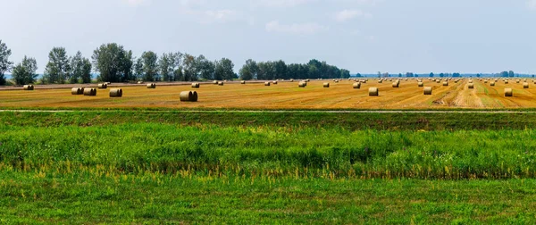 Raccolto grano raccolto. Sul campo c'era un numero illimitato di paglia calva — Foto Stock