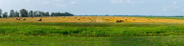 Ein riesiges Feld mit vielen abgeschrägten und in einem Stapel Gras gesammelt — Stockfoto