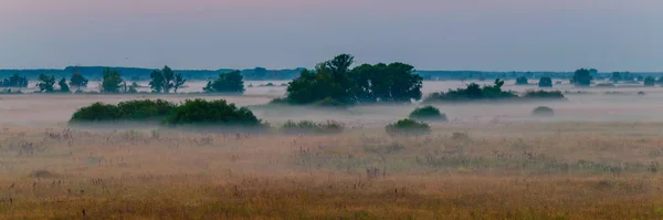 Un grande pascolo con cespugli vicino alla foresta nella nebbia del mattino — Foto Stock