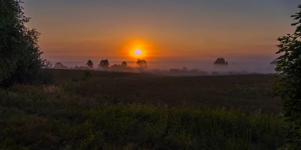 Fiori selvatici e alberi verdi nella nebbia sullo sfondo del sole al tramonto — Foto Stock