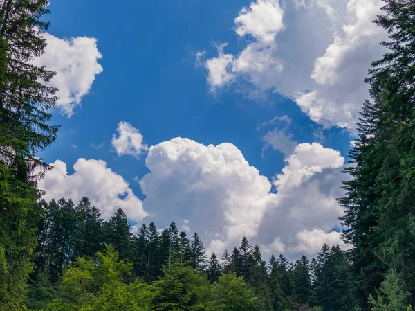 Білі хмари на блакитному небі, оточені високими зеленими деревами, соснами — стокове фото