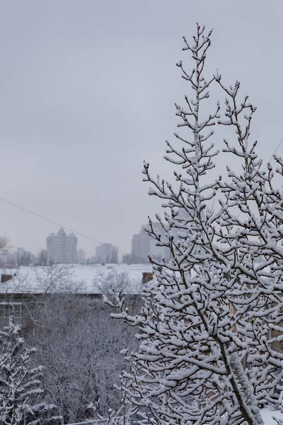 Зимняя улица с заснеженными ветвями деревьев и ледяными крышами — стоковое фото