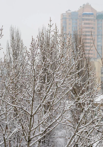 Branches d'arbres recouvertes de neige sur le fond d'une maison de plusieurs étages et un ciel gris — Photo