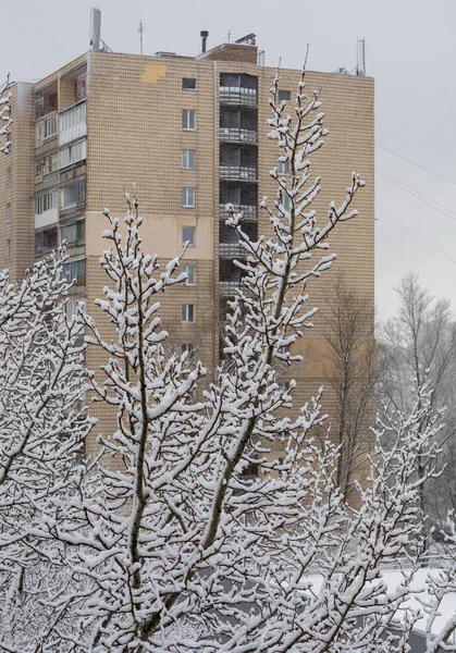 Zasněžený strom na pozadí vysoký dům — Stock fotografie