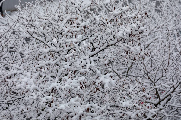 Les branches noires sont couvertes de neige duveteuse. Comme une montagne de laine de coton sucrée sur des bâtons — Photo