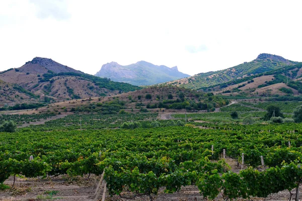 Zelená vinice v horách pod jasnou oblohou — Stock fotografie