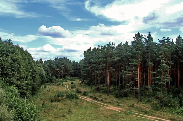 Bosque de coníferas verde y limpio y corriendo a lo largo del camino de los árboles — Foto de Stock