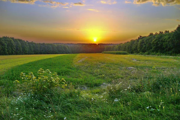 Чарівний захід сонця над лісом, який обрамляв поле — стокове фото