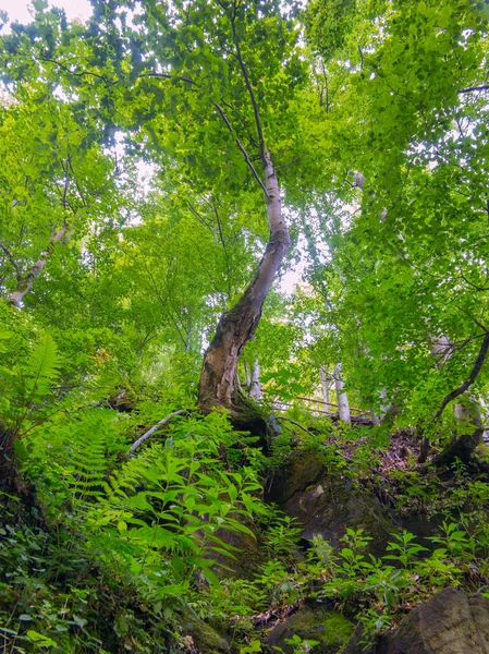 Um bosque com árvores verdes, tortas e samambaias e tudo isso entre grandes pedras — Fotografia de Stock