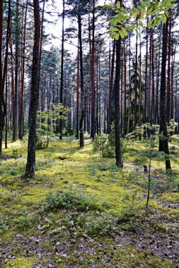 uzun boylu ağaçlar, hangi aracılığıyla güneş aydınlatır açıkça dünyanın nadir Çam ormanıyla