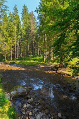 bir dağ nehir üstündeki yeşil dallarda mavi gökyüzü arka plan asma ormandaki küçük rapids