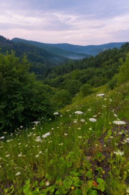 çiçek açan bir dağ yamacı genç sulu yeşil otlar, ağaçlar ve çalılar bulutlu bir gökyüzü arka planı. geri kalanı için yer ve seyahat