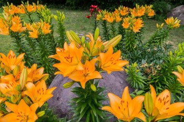 Güzel portakal çiçekleri yemyeşil yeşil ile yüksek bacaklar ile flowerbed bırakır