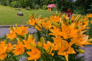 Çiçek yatak, turuncu ve kırmızı lilyum gezinti yerinin yakınında park alanı