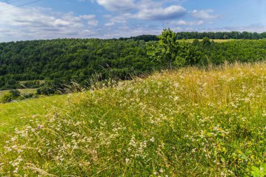 Hill yoğun otlar ve alan çiçek ve mavi bir bulutlu gökyüzü altında tek ağaçlar dikildi.