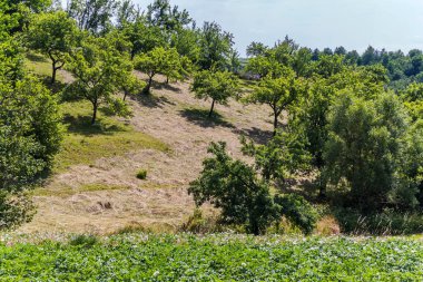 Dağ yamacı sığ yeşil ağaçlar güzel mavi gökyüzü ile
