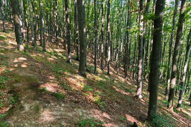 Dik bir sarma yol dik bir yamaç uzun boylu ağaçları ile lider