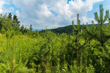 çimen Dağları arka planı büyüyen ağaçlar genç ve güzel sürgünler