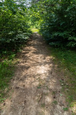 Tozlu orman yolu, arka planı yeşil çalılar yoğun büyüyen göknarı koniler ile serpilir