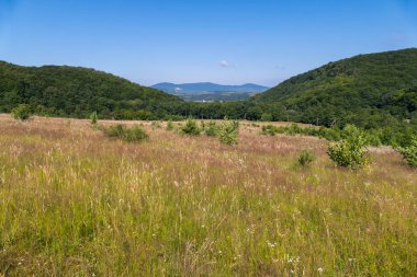 Küçük vahşi çiçekler ve çalılar büyük ve yemyeşil yeşil dağların fon karşı olan alana