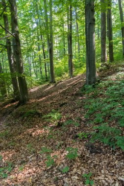 bir tepe düz, güzel ağaçlar gürgen ile geçen yıl düşen yapraklar ile kaplı
