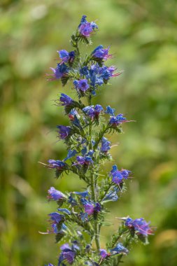 Ön plan ve arka plan bulanık küçük mavi çiçekli bir sulu, yeşil bitki