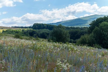 Çiçekli bitkiler, yeşil ağaçlar, yüksek tepeler ve mavi gökyüzü bulutlar güzel doğal peyzaj
