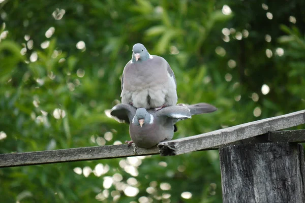 Eine Taube und eine Taube sitzen auf einer Holzstange und blicken mit überraschten Augen nach unten. — Stockfoto