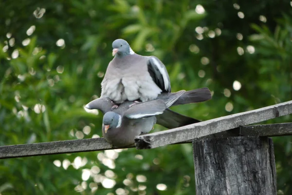 Deux pigeons fumant sur un bois traduit en fond de verdure dans le parc — Photo