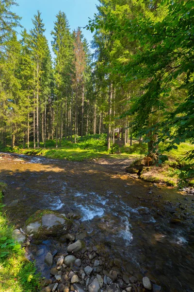 Маленькі пороги гірської річки в лісі з висячими зеленими гілками над нею на синьому фоні неба — стокове фото