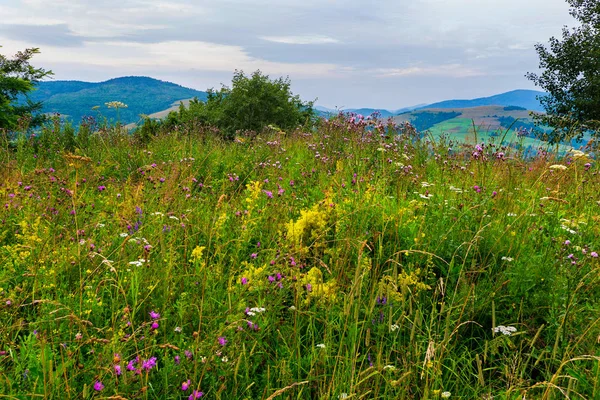 Glade med blommor på bakgrunden av Karpaterna — Stockfoto