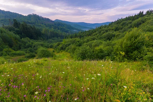 Ängen Blommor Med Skogen Bakgrunden — Stockfoto