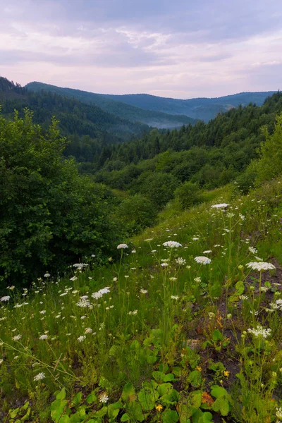 Çiçek açan bir dağ yamacı genç sulu yeşil otlar, ağaçlar ve çalılar bulutlu bir gökyüzü arka planı. geri kalanı için yer ve seyahat — Stok fotoğraf