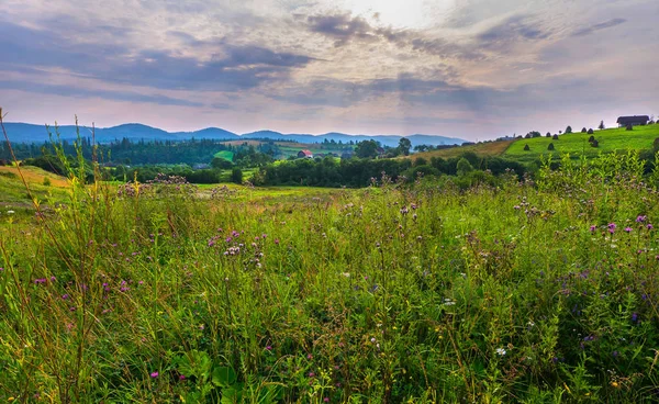 Weide mit einer Vielzahl von Kräutern und Blumen, auf der die Sonne durch dichte Wolken scheint — Stockfoto