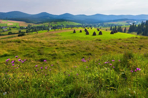 Zarte Wildblumen auf grünen Wiesen und sanft gewundenen Berggipfeln — Stockfoto