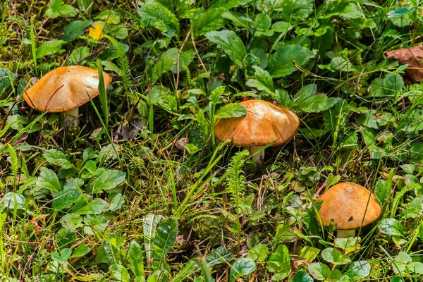 Brown hats of white mushrooms lurking among the thickets of low green grass. — Stock Photo, Image