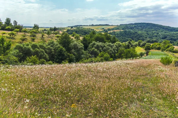 summer meadow with flowers, grass, trees and shrubs against the backdrop of green hills and a blue cloudy sky. place of rest and tourism