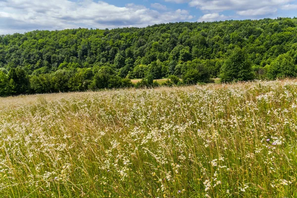 Лугові трави з квітучими дрібними ромашками і апофітичним щільним зеленим лісом на пагорбі — стокове фото