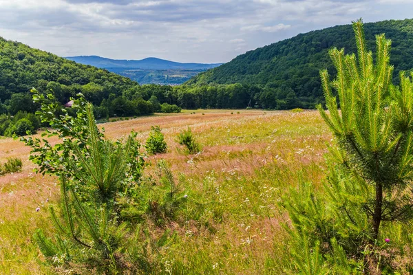 Wiese mit Gras auf einer niedrigen Abfahrt vom Hügel mit schönem Blick auf die mit Wald und in der Ferne sichtbaren Berggipfel bewachsenen Hänge. — Stockfoto