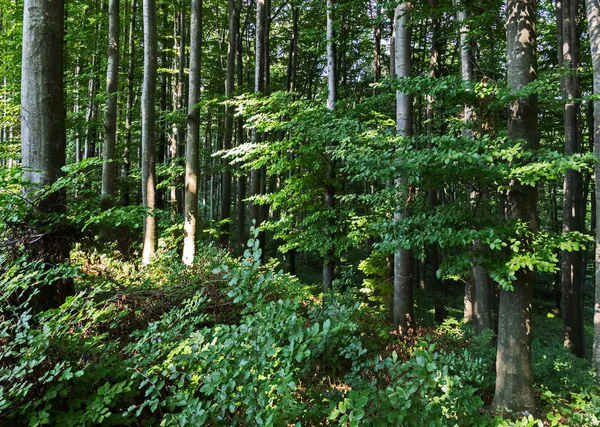 Bosque denso a la sombra de árboles con hojas verdes —  Fotos de Stock