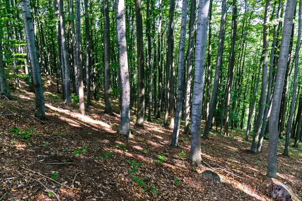 高等しいシデと山の斜面にブナの密なプランテーションの森林 — ストック写真