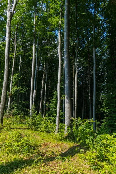 枝分かれがなく幹のある背の高い木の背景に緑の茂みを成長森林空き地. — ストック写真