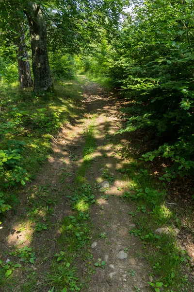 A forest path, strewn with small stones, against the background of green trees and bushes — Stock Photo, Image