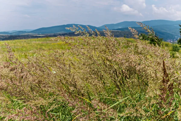 Uzun zaman alan spikelets yeşil dağlar ve mavi gökyüzü arka planı