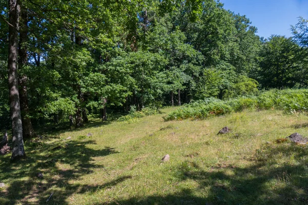 Orman yamaç taş yaprak döken ağaçların gölgesinde ile mayınları. Mantar seçici için cennet